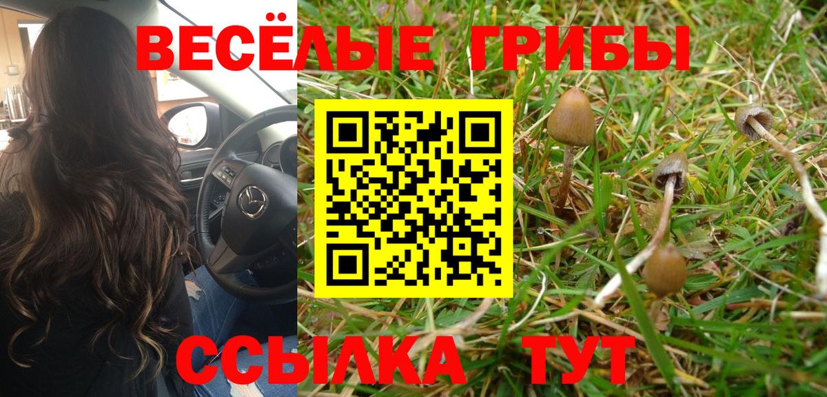 Псилоцибиновые грибы Psilocybe Ногинск